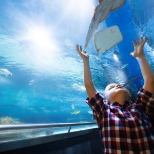 Boy looking in aquarium with tropical fish