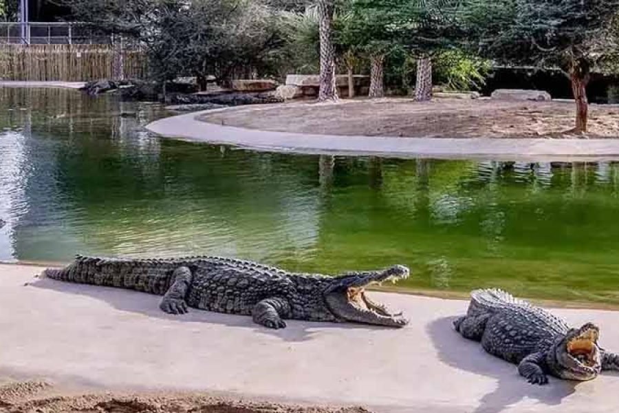 Dubai Crocodile Park